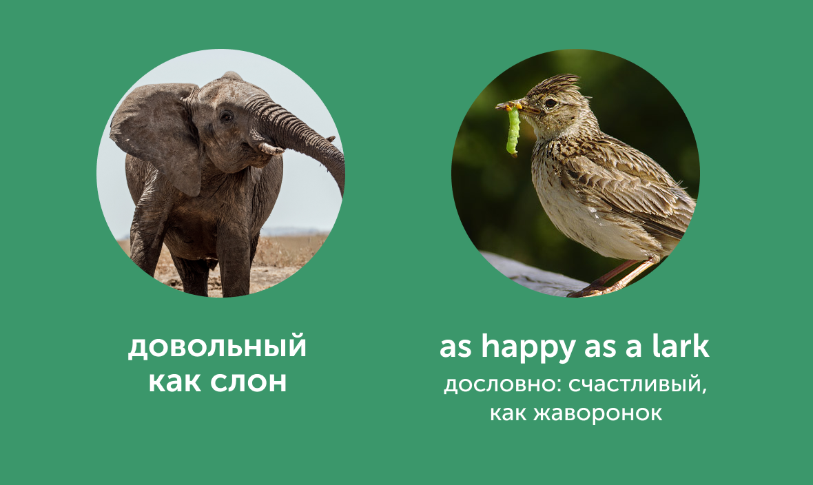 «Пьяный как свинья» и «довольный как слон»: как сказать это по-английски
